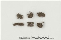 藏品(鳳尾苔屬)的圖片